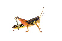 Grasshopper (Podisma pedestris) Fliess, Naturpark Kaunergrat, Tirol, Austria, July 2008