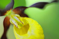 Close up of Yellow lady's slipper orchid {Cypripedium calceolus} Sweden.