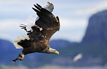 White tailed sea eagle (Haliaeetus albicilla) carrying fish with a Greater black backed gull (Larus marinus) flying above it with feet caught in the eagle's wing, Flatanger, Nord Trndelag, Norway, Au...
