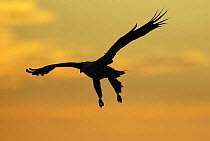 White tailed sea eagle (Haliaeetus albicilla) in flight silhouetted against an orange sky, Flatanger, Nord Trndelag, Norway, August 2008