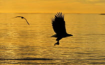 White tailed sea eagle (Haliaeetus albicilla) in flght carrying fish silhouetted at sunset, Flatanger, Nord Trndelag, Norway, August 2008