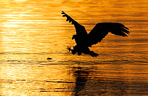 RF- White tailed sea eagle (Haliaeetus albicilla) in flight, taking prey from water, silhouetted at sunset. Flatanger, Nord Trondelag, Norway. August 2008. (This image may be licensed either as rights...