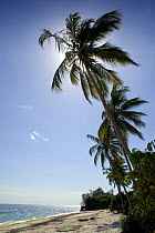 Palm tree on west coast Zanzibar, Tanzania. August 2008