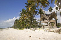 Beach hut amongst coastal palm grove, Bwejuu, Zanzibar, Tanzania. August 2008.