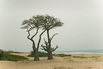 Baobab trees {Adansonia sp.} growing on coast, Kafountine, Senegal. April 2008.