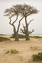 Baobab trees {Adansonia sp.} growing on coast, Kafountine, Senegal. April 2008.