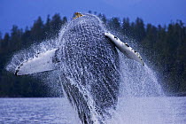 Humpback whale (Megaptera novaeangliae) breaching, Mayne Bay, Barkley Sound, Vancouver Island, Canada. September 2009.