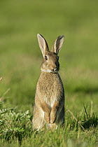 European rabbit (Oryctolagus cuniculus) sitting up in meadow on alert, Essex, UK, June