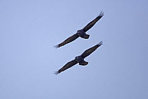 Common raven (Corvus corax) pair flying in formation, South Stack, Anglesey, Wales, UK, September