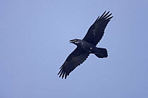 Common raven (Corvus corax) calling, in flight, South Stack, Anglesey, Wales, UK, September