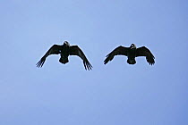 Common raven (Corvus corax) pair flying together over their territory, one calling, Fetlar, Shetland Islands, Scotland, UK, June