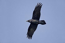 Common raven (Corvus corax) in flight, South Stack, Anglesey, Wales, UK, September