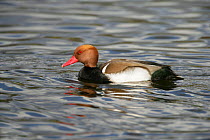 Red crested pochard (Netta rufina) male on water, feral bird, introduced species, Norfolk, UK, March