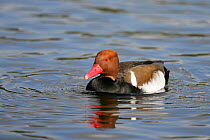 Red crested pochard (Netta rufina) male on water, feral bird, introduced species, Norfolk, UK, March