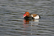 Red crested pochard (Netta rufina) male calling on water, feral bird, introduced species, Norfolk, UK, March