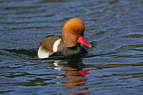 Red crested pochard (Netta rufina) male on water with crest up, feral bird, introduced species, Norfolk, UK, March