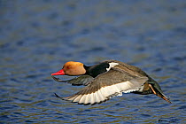 Red crested pochard (Netta rufina) male taking off from water, feral bird, introduced species, Norfolk, UK, March