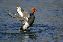 Red crested pochard (Netta rufina) male flapping wings on water, feral bird, introduced species, Norfolk, UK, March