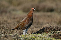 Red grouse (Lagopus lagopus) male calling on  moorland, North Yorkshire Moors NP, UK, March
