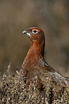 Red grouse (Lagopus lagopus) male on  moorland, North Yorkshire Moors NP, UK, March