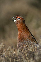 Red grouse (Lagopus lagopus) male calling on  moorland, North Yorkshire Moors NP, UK, March