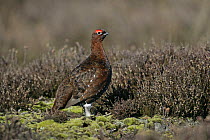 Red grouse (Lagopus lagopus) male on  moorland, North Yorkshire Moors NP, UK, March