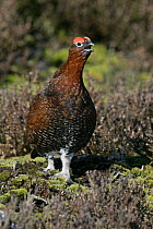 Red grouse (Lagopus lagopus) male calling on ~moorland, North Yorkshire Moors NP, UK, March
