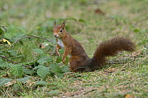 Red Squirrel (Sciurus vulgaris) on forest floor searching for food, Formby Red Squirrel reserve, Merseyside, UK, October