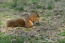 Red Squirrel (Sciurus vulgaris) feeding amongst pine cones on forest floor, Formby Red Squirrel reserve, Merseyside, UK, October