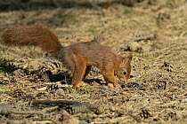 Red Squirrel (Sciurus vulgaris) burying food in the forest floor, Formby Red Squirrel reserve, Merseyside, UK, October