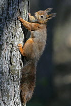 Red Squirrel (Sciurus vulgaris) climbing tree trunk, Formby Red Squirrel reserve, Merseyside, UK, October