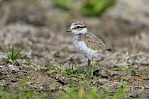 Ringed plover (Charadrius hiaticula) chick, Elmley Marshes, Kent, UK, May