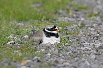 Ringed plover (Charadrius hiaticula) on nest at side of track, Elmley Marshes, Kent, UK, April