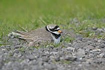 Ringed plover (Charadrius hiaticula) on nest at side of track, Elmley Marshes, Kent, UK, April