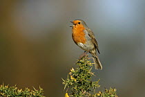 Robin (Erithacus rubecula) singing, perched on gorse, Suffolk, UK, May