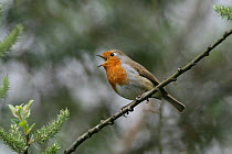 Robin (Erithacus rubecula) singing, perched in willow tree, Essex, UK, April