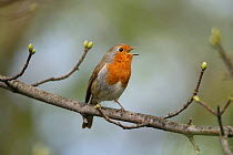 Robin (Erithacus rubecula) singing, perched in tree, Essex, UK, April