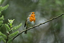 Robin (Erithacus rubecula) singing, perched in willow tree, Essex, UK, April