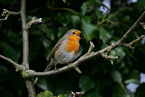 Robin (Erithacus rubecula) singing, perched in  tree, Essex, UK, February