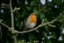 Robin (Erithacus rubecula) singing, perched in tree, Essex, UK, February