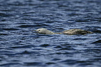 Red-throated diver (Gavia stellata) male calling on loch, territorial display, Unst, Shetland Islands, Scotland, UK, May