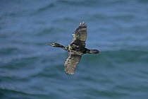 Shag (Phalacrocorax aristotelis) in flight over sea, Fetlar, Shetland Islands, Scotland, UK, June