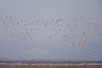Shelduck (Tadorna tadorna) large flock in flight over coast, Liverpool Bay, Lancashire, UK, November