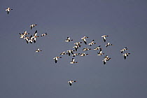 Shelduck (Tadorna tadorna) flock in flight against dark clouds, Liverpool Bay, Lancashire, UK, November