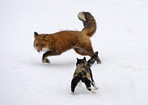 Domestic cat (Felis catus) scaring away a red fox (Vulpes vulpes), Kronotsky Nature Reserve,m Kamchatka, Russia. Veolia Environnement Wildlife Photographer of the Year 2009: Urban and Garden Wildlife...