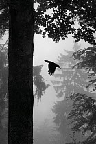 Black Woodpecker (Dryocopus martius) flying from nest-hole in tree, Vosges Mountains, France. Veolia Environnement Wildlife Photographer of the Year 2009: Nature in Black and White category: Runner-up...