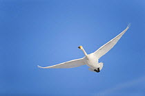 Whooper swan (Cygnus cygnus) in flight, Lake Tysslingen, Sweden, March 2009