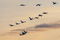 Whooper swans (Cygnus cygnus) in flight, Lake Tysslingen, Sweden, March 2009