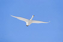 Whooper swan (Cygnus cygnus) in flight, Lake Tysslingen, Sweden, March 2009