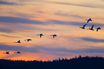 Whooper swans (Cygnus cygnus) in flight at sunset, Lake Tysslingen, Sweden, March 2009